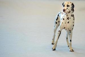 Portrait de chien dalmatien gros plan sur le dos blanc photo