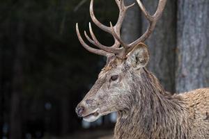 cerf sur le fond d'herbe photo