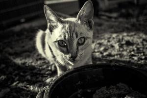 chats abandonnés dans la rue photo