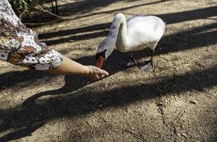 cygne dans le champ photo