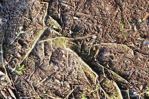 vue rapprochée détaillée sur une texture de sol forestier avec de la mousse et des branches photo