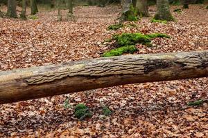 vue rapprochée détaillée sur une texture de sol forestier avec de la mousse et des branches photo