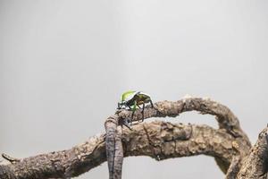 Coléoptère bleu et vert coloré grimpant sur une branche d'arbre photo