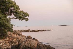 arbre au bord d'une côte rocheuse au coucher du soleil photo