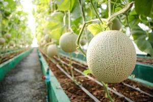notion agricole. ferme de melon dans de grandes serres. utiliser la technologie moderne pour cultiver des plantes non toxiques. agriculture moderne, ferme intelligente