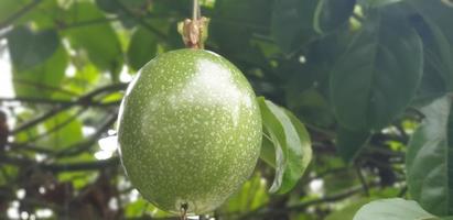 ensemble frais de fruits de la passion toujours suspendus à l'arbre en attente d'être récoltés avec ses feuilles et sa branche photo