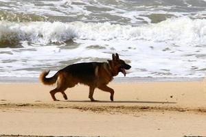 chien en promenade dans un parc de la ville en israël. photo