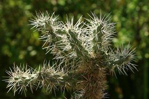 un grand cactus épineux pousse dans un parc de la ville. photo