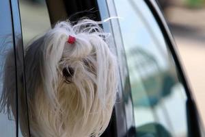 chien en promenade dans un parc de la ville en israël. photo