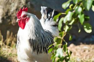 poulet aux plumes blanches et noires. bec et peigne rouges. animal de ferme à la ferme photo