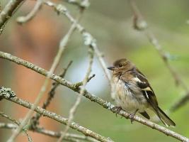 pinson jeune sur une branche dans la forêt. plumage brun, gris, vert. oiseau chanteur photo