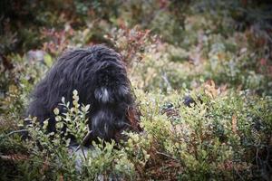 goldendoodle est allongé avec un bâton dans le champ de bleuets dans une forêt. chien hybride photo