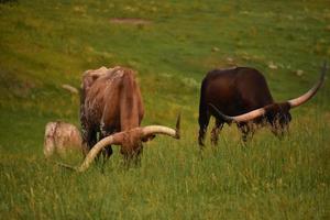 bouvillon longhorn avec leurs visages enfouis dans les hautes herbes photo