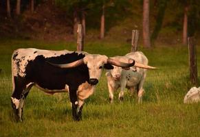 paire de boeuf longhorn noir et blanc photo