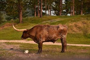 profil latéral d'un bouvillon longhorn brun photo