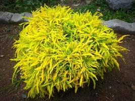 fond de plante ornementale de brocoli jaune dans le jardin photo