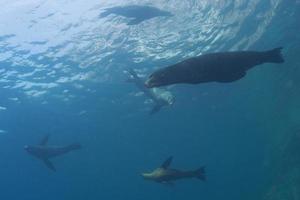 famille d'otaries sous l'eau vous regarde photo