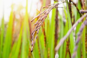 plante de riceberry dans une rizière verte bio photo