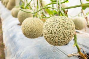 plantes vertes fraîches de melons cantaloup japonais poussant dans un jardin à effet de serre biologique photo