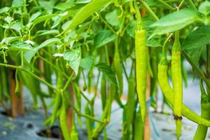 plante de piment dans un jardin biologique photo