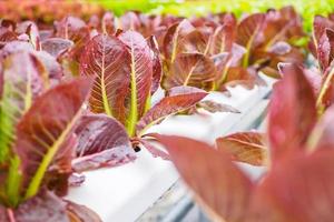 plante de salade de laitue à feuilles rouges biologiques fraîches dans un système de ferme de légumes hydroponique photo