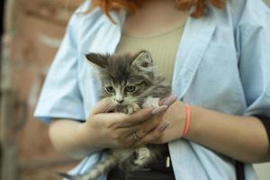 chaton à la main, fille avec chaton. mignon animal de compagnie. chat aux cheveux gris. photo