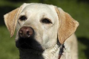 portrait du labrador. labrador blanc en été. chien en promenade. photo