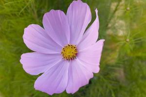 le bouton floral est magnifique, sur fond d'été photo