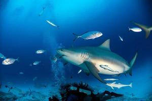 requin taureau tandis que le requin se nourrit photo