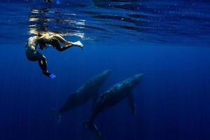 Plonger avec une baleine à bosse sous l'eau à moorea en polynésie française photo