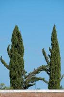 croisement de branches d'arbres photo