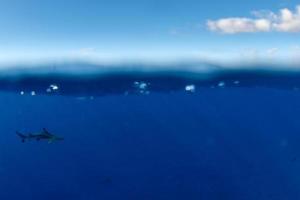 snorkeling avec les requins dans l'océan bleu de polynésie photo