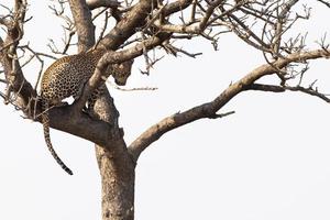 léopard sur un arbre dans le parc kruger afrique du sud photo