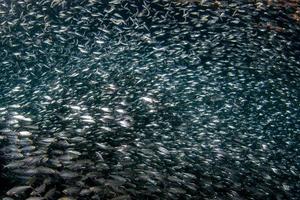 Banc de sardines sous l'eau photo