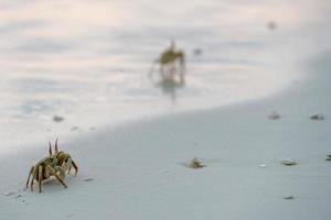 crabe sur le sable au coucher du soleil photo