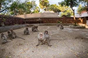 Singe macaque d'Indonésie agressif à l'intérieur d'un portrait de temple photo