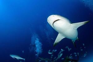 requin taureau prêt à attaquer tout en se nourrissant photo