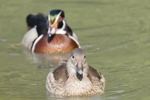 canard multicolore sur le fond de l'eau verte photo