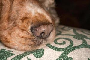 Nez de chien chiot détail macro close up photo