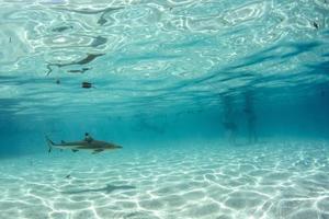 nager avec les requins dans l'océan bleu de polynésie photo