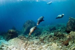 photographe plongeur s'approchant de la famille des lions de mer sous l'eau photo