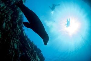 silhouette de phoque de lion de mer sous l'eau pendant la plongée aux galapagos photo