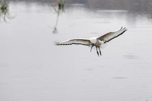 oiseau ibis sacré volant dans le parc kruger photo