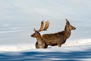 portrait de cerf dans le fond de la neige photo