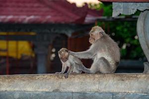 Indonésie macaque singe singe à l'intérieur d'un temple toilettage portrait photo