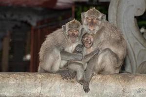 singe macque singe à l'intérieur du temple induist de bali photo