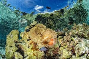 plongée en apnée en polynésie française dans le monde anémone poisson clown photo