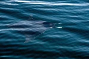 manta dans le portrait de fond de l'océan bleu photo