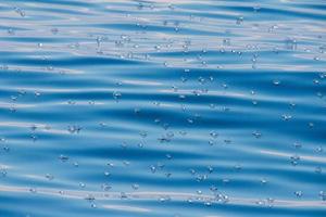 méduse velella sur le dos d'un bleu profond photo