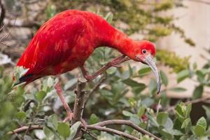 portrait d'oiseau ibis rouge photo